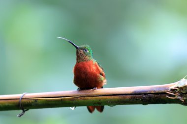 Chestnut-breasted Coronet (Boissonneaua matthewsii) in Ecuador clipart