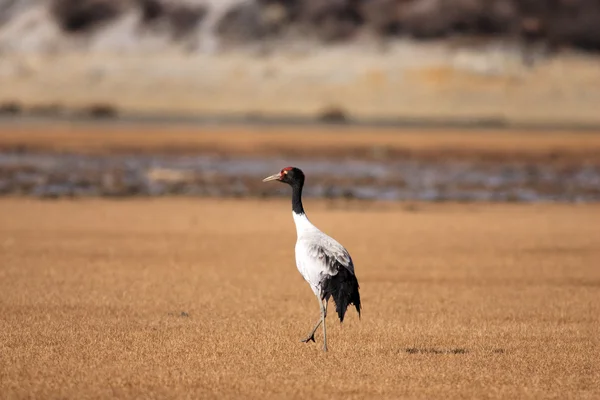 Черношейный кран или тибетский кран (Grus nigricollis) в Южном Китае — стоковое фото