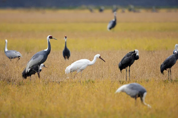 Sibirischer Kranich (grus leucogeranus) in Japan — Stockfoto