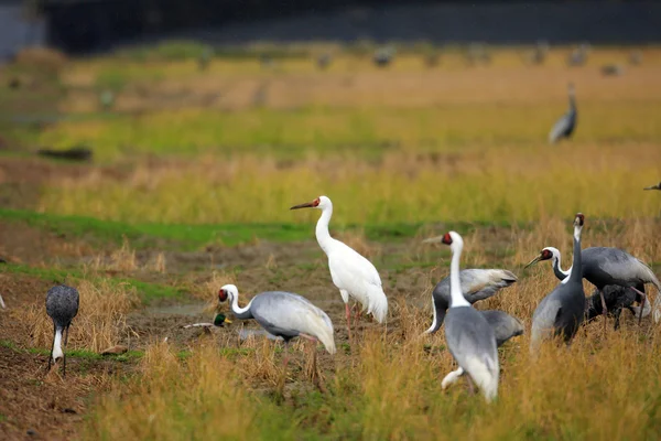 Guindaste siberiano (Grus leucogeranus) no Japão — Fotografia de Stock