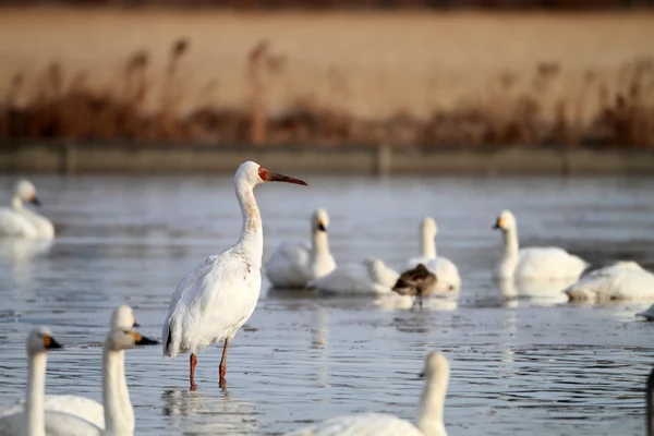 Grue sibérienne (Grus leucogeranus) au Japon — Photo