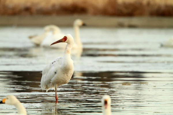 Sibirya vinç (grus leucogeranus)