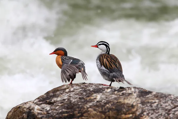 Ekvator sel ördek (merganetta armata)