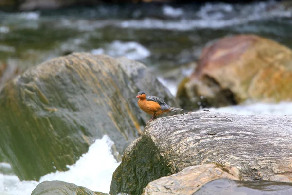 Pato torrente (Merganetta armata) en Ecuador — Foto de Stock