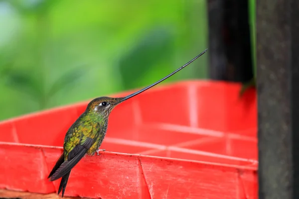 Colibri à bec d'épée (Ensifera ensifera) à Guango, Équateur, Amérique du Sud — Photo