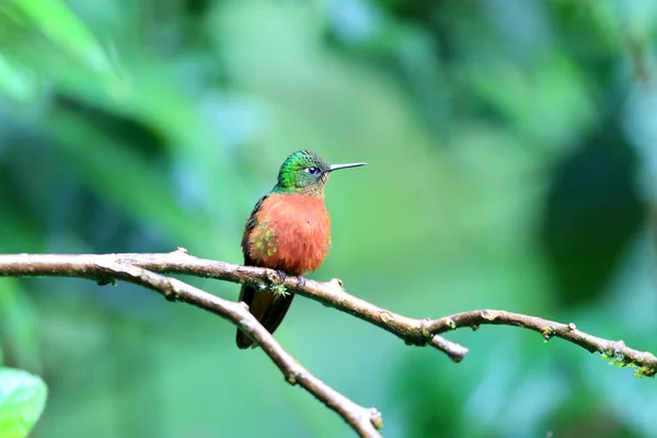 Kastanje-breasted coronet (boissonneaua matthewsii) in ecuador — Stockfoto