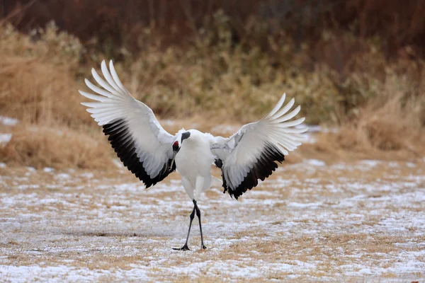 Japoński Żuraw (grus japonensis) w hokkaido, Japonia — Zdjęcie stockowe