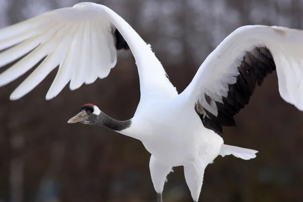 Japon vinç (grus japonensis) hokkaido, Japonya — Stok fotoğraf