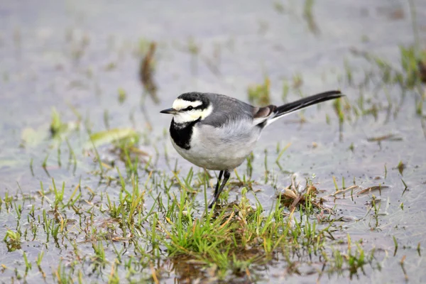 Giapponese (Kamchatka) Pied Wagtail o Black-backed Wagtail (Motacilla alba lugens) in Giappone — Foto Stock