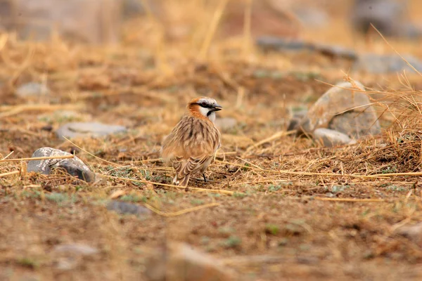 Pinson à cou roux (Montifringilla ruficollis) à Qinghai, Chine — Photo