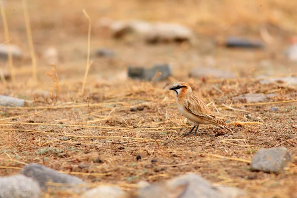 Rufous-necked Snowfinch (Montifringilla ruficollis) in Qinghai, China — Stock Photo, Image