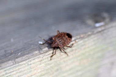 Brown marmorated stink bug (Halyomorpha halys) in Japan clipart