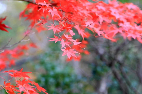 Japanese maple in Japan