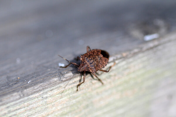 Brown marmorated stink bug (Halyomorpha halys) in Japan