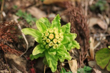 Dev palamut (petasites japonicus) Japonya