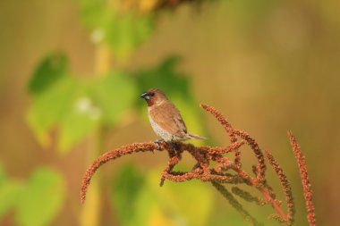 pullu göğüslü munia veya Malezya benekli munia (lonchura punctulata)