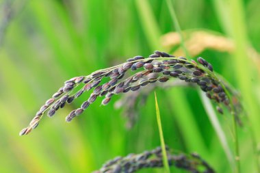 cilasız pirinç, unmilled pirinç ya da kahverengi pirinç, Japonya