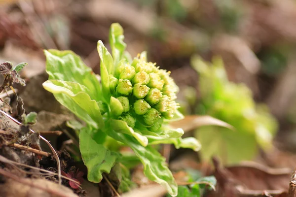 Butterbur gigante (Petasites japonicus) no Japão — Fotografia de Stock