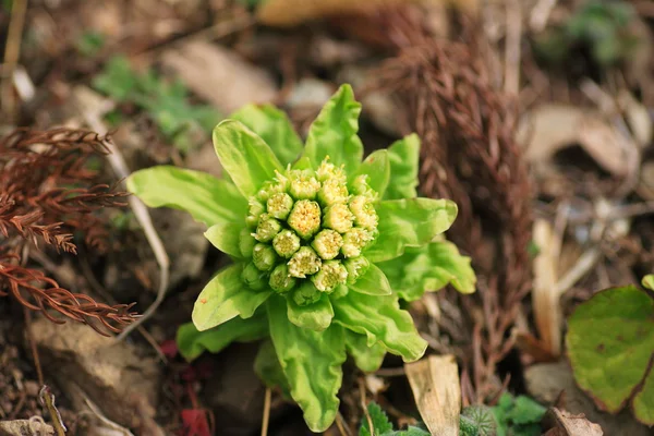 Butterbur géant (Petasites japonicus) au Japon — Photo