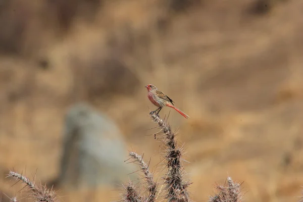 Pylzoff de roze-bunting of przewalski van roodmus (urocynchramus pyizowi) in qinghai, china — Stockfoto