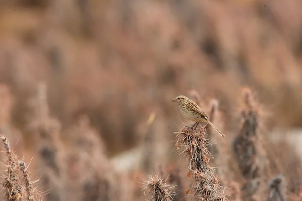 Pylzoff w roze trznadel lub Przewalskiego Dziwonia (urocynchramus pyizowi) w prowincji qinghai, Chiny — Zdjęcie stockowe