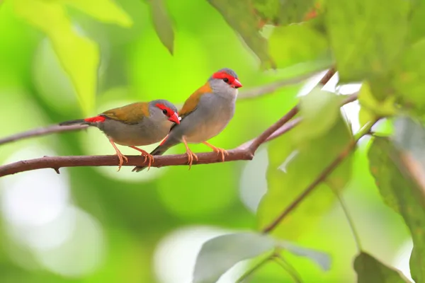 Red-browed Finch (Neochmia temporalis) in Cairns,Australia — Stock Photo, Image