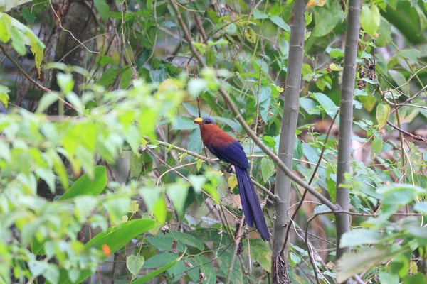 北スラウェシ、インドネシアで黄色請求 malkoha (phaenicophaeus calyorhynchus) — ストック写真