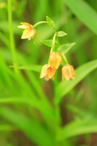 日本で金色の蘭 （cephalanthera ファルカタ） — ストック写真