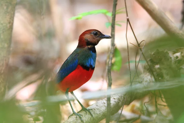 Kurtaczek czarnogłowy (pitta cyanonota) w tangkoko Parku Narodowego, Wyspy sulawesi, Indonezja — Zdjęcie stockowe