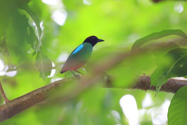 S kapucí pitta (pitta sordida) mužského v krabi, Jižní Thajsko — Stock fotografie