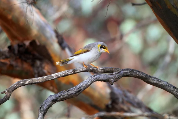 Minero de garganta amarilla (Manorina flavigula) en NSW, Australia — Foto de Stock