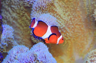 ocellaris clownfish, ortak palyaço balığı ya da yanlış percula palyaço balığı (amphiprion ocellaris) Japonya