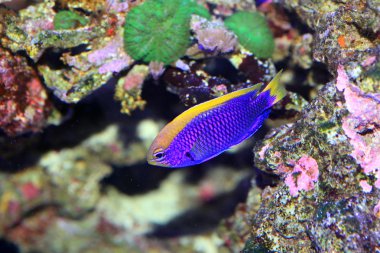 starcki küçük hanım (chrysiptera starcki), Japonya