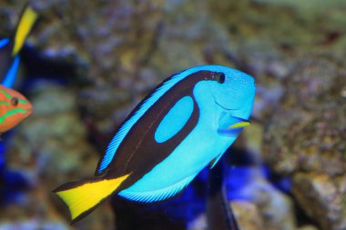 Blue tang, regal tang ya da palet surgeonfish (paracanthurus hepatus) Japonya