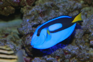 Blue tang, regal tang ya da palet surgeonfish (paracanthurus hepatus) Japonya