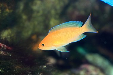 oldukça bassle veya redfin anthias (pseudanthias dispar alev)