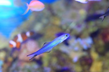 Mavi enayi (ptereleotris microlepis) Japonya