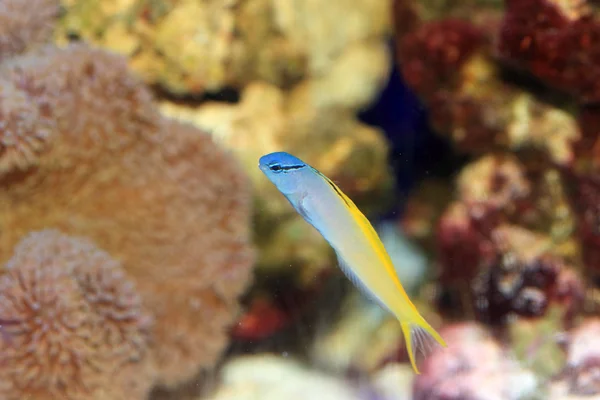 Yellowtail fang blenny of forktail blenny (meiacanthus atrodorsalis) in japan — Stockfoto