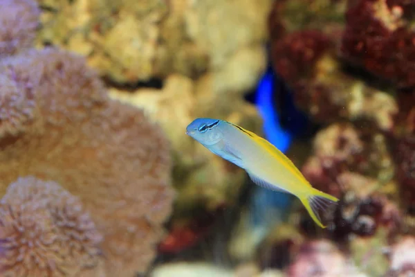 Cola amarilla Fang Blenny o Forktail blenny (Meiacanthus atrodorsalis) en Japón — Foto de Stock