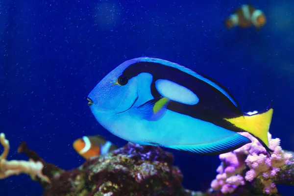 蓝塘或富豪塘或调色板刺尾鱼 （paracanthurus hepatus） 在日本 — 图库照片