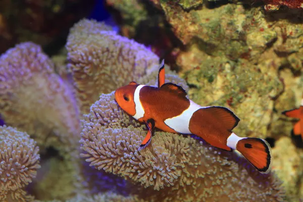 Ocellaris clownfisch oder gemeiner clownfisch oder falscher percula clownfisch (amphiprion ocellaris) in japan — Stockfoto