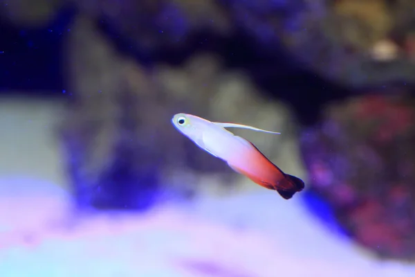 Fire goby  Nemateleotris magnifica  in Japan — Stock Photo, Image