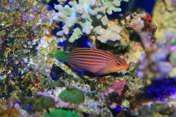 Sixline eller sixstripe wrasse i japan — Stockfoto