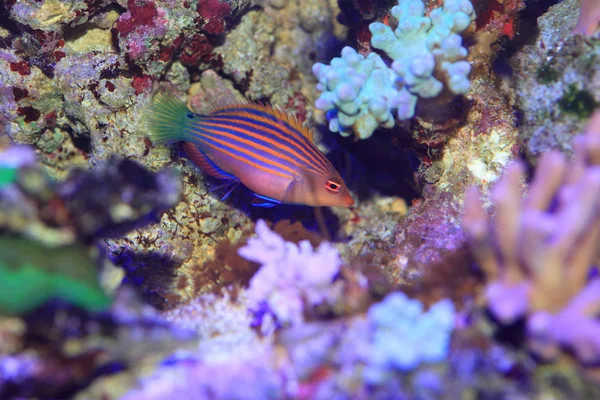 Sixline ou Sixstripe Wrasse au Japon — Photo