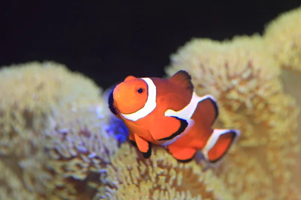 Ocellaris clownfish o pesci pagliaccio comuni o pesci pagliaccio a percula falsa (Amphiprion ocellaris) in Giappone — Foto Stock