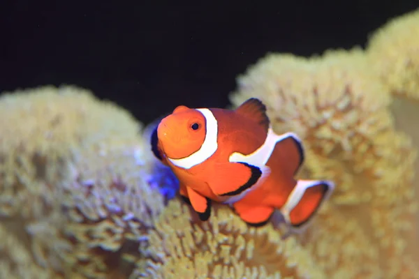 Ocellaris 클 라 운 피시 또는 일반적인 클 라 운 피시 또는 false percula 클 라 운 (의 ocellaris) 일본에서 — 스톡 사진