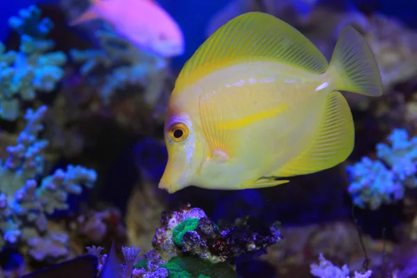 Yellow surgeon fish (Zebrasoma flavescens) in Japan — Stock Photo, Image