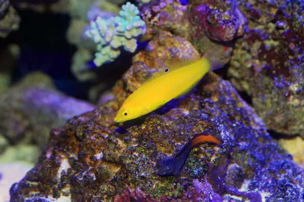 Canary wrasse (Halichoeres chrysus) in Japan — Stock Photo, Image