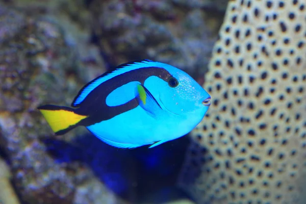 蓝塘或富豪塘或调色板刺尾鱼 （paracanthurus hepatus） 在日本 — 图库照片