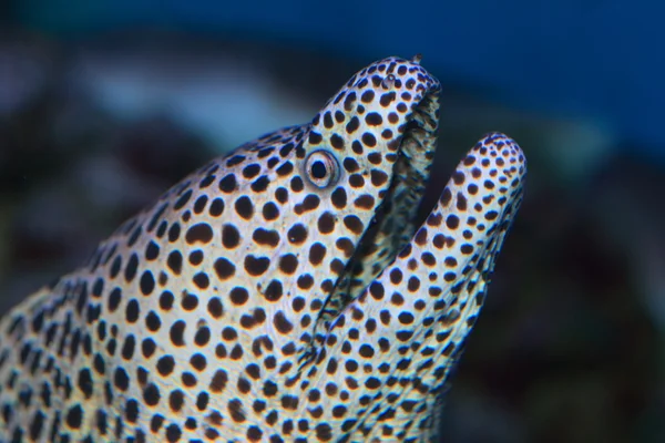 Black- spotted moray (Gymnothorax melanospilus) — Stock Photo, Image